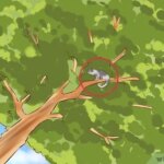 ¿Cómo bajar un gato asustado de un árbol?